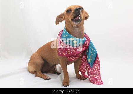 Un petit chien brun avec de grandes oreilles est allongé sur une couverture blanche. Il porte un bandana coloré. Banque D'Images