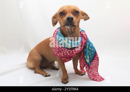 Un petit chien brun avec de grandes oreilles est allongé sur une couverture blanche. Il porte un bandana coloré. Banque D'Images