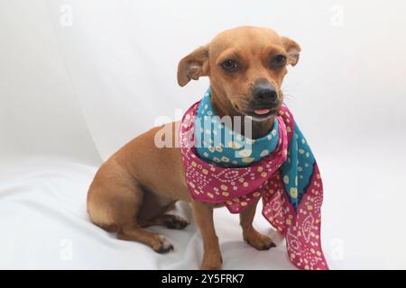 Un petit chien brun avec de grandes oreilles est allongé sur une couverture blanche. Il porte un bandana coloré. Banque D'Images