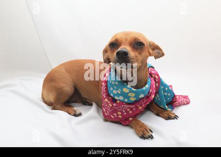 Un petit chien brun avec de grandes oreilles est allongé sur une couverture blanche. Il porte un bandana coloré. Banque D'Images