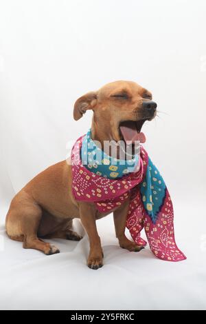 Un petit chien brun avec de grandes oreilles est allongé sur une couverture blanche. Il porte un bandana coloré. Banque D'Images