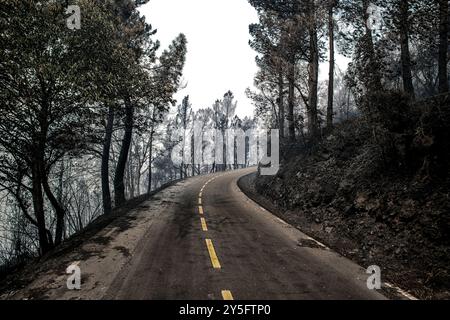 Valdeorras, Espagne. 20 juillet 2022. Forêt dévastée par les feux de forêt en Galice. Banque D'Images