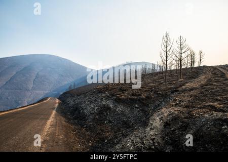 Valdeorras, Espagne. 20 juillet 2022. Forêt dévastée par les feux de forêt en Galice. Banque D'Images