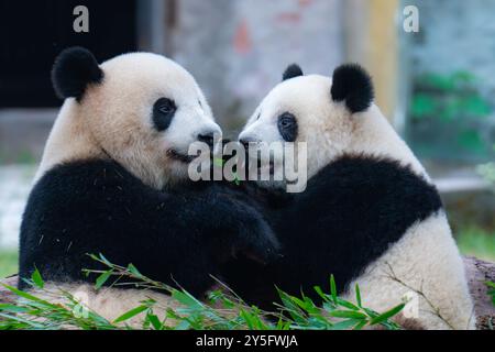 Le panda géant Mang Cancan joue avec sa mère Mang Zai au zoo de Chongqing à Chongqing, en Chine, le 21 septembre 2024. (Photo de Costfoto/NurPhoto) Banque D'Images