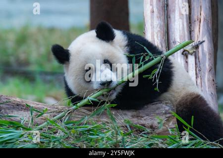 Le panda géant Mang Cancan joue au zoo de Chongqing, en Chine, le 21 septembre 2024. (Photo de Costfoto/NurPhoto) Banque D'Images