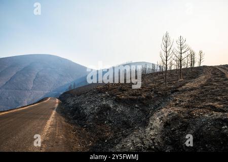 Valdeorras, Espagne. 20 juillet 2022. Forêt dévastée par les feux de forêt en Galice. Droit d'auteur : xIsmaelxMijanx Banque D'Images