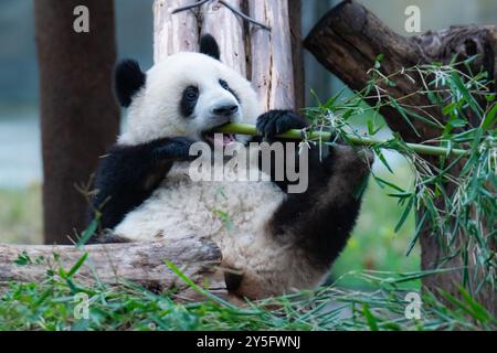 Le panda géant Mang Cancan joue au zoo de Chongqing, en Chine, le 21 septembre 2024. (Photo de Costfoto/NurPhoto) Banque D'Images