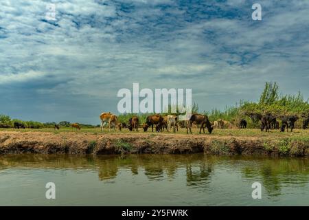 Troupeau de bovins sur les rives de la rivière Okavango, Namibie Banque D'Images