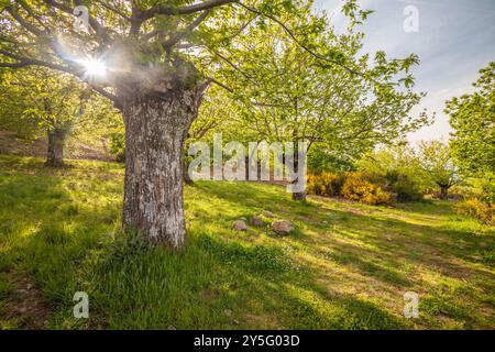 Parc naturel de Las Médulas, Leon, Espagne Banque D'Images