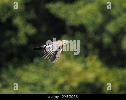 Jay sont de loin les corvidés les plus colorés du Royaume-Uni, mais sont généralement prudents envers la présence humaine. Banque D'Images