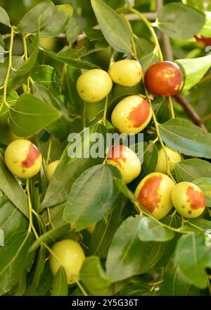 Ziziphiphus jujuba ou jujube date rouge ou fruits chinois date mûrissement sur un arbre Banque D'Images