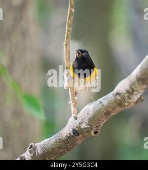 L'oiseau-aiguillon mâle (Notiomystis cincta) , également connu sous son nom maori Hihi, sur l'île Tiritiri Matangi. Nouvelle-Zélande. Banque D'Images