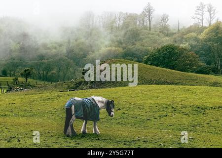 Un cheval se tient tranquillement dans un champ verdoyant, vêtu d'une couverture, avec du brouillard enveloppant les collines environnantes dans un cadre serein tôt le matin. Banque D'Images