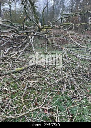 Les branches mortes d'un arbre abattu qui avait des cendres mourantes couchées brisées sur le sol Banque D'Images