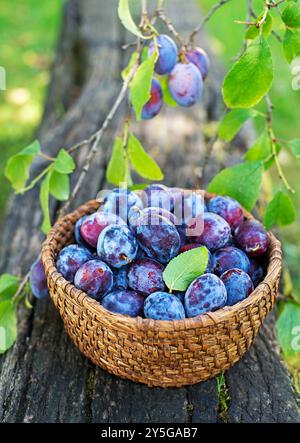 Cueillette des prunes dans le panier en osier du jardin de la maison. Récolte de prunes d'automne dans le verger Banque D'Images