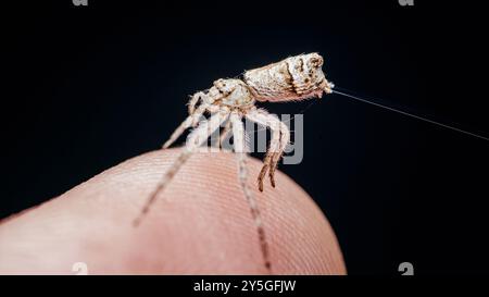 Petite araignée sautante debout sur un doigt libère un fil de soie dans l'air. Banque D'Images