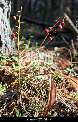 Lis de la vallée ou Convallaria majalis ou lis de la vallée bois fleuri fruits de plantes petites baies rouges oranges. Toutes les parties de la plante sont pot Banque D'Images