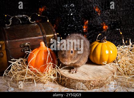 Mignon bébé en peluche cochon d'Inde Cavia porcellus sur fond d'Halloween d'automne. Pompons en céramique, fond arrière, plan studio. Banque D'Images