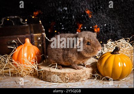 Mignon bébé en peluche cochon d'Inde Cavia porcellus sur fond d'Halloween d'automne. Pompons en céramique, fond arrière, plan studio. Banque D'Images