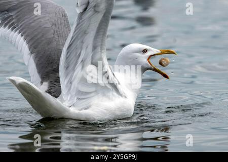 Mouette en été sur la plage. Photo de haute qualité Banque D'Images