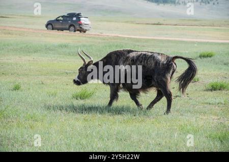 Un yak mongol dans les pâturages d'été. Banque D'Images
