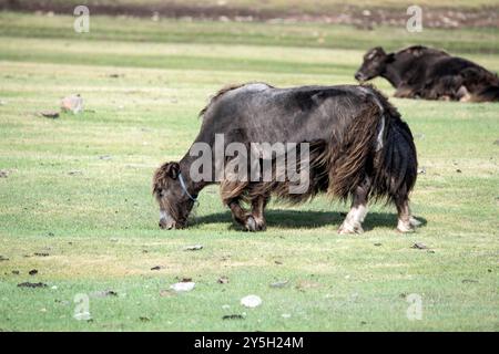 Un yak mongol dans les pâturages d'été. Banque D'Images