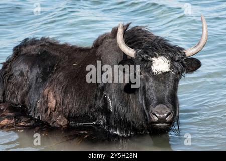 Un yak mongol dans les pâturages d'été. Banque D'Images