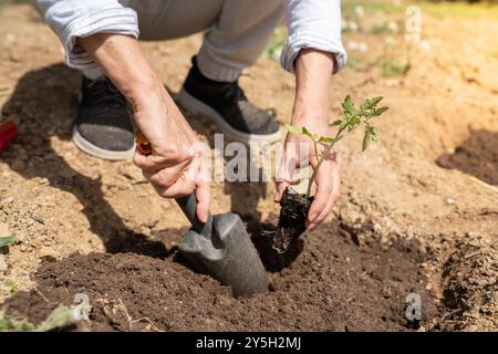 Gros plan des mains d'une agricultrice plantant une plante dans le jardin biologique avec une pelle. Banque D'Images