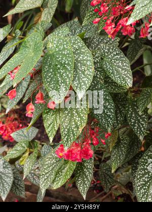 Grandes feuilles argentées tachetées et fleurs rouges d'été de la plante de logement tendre, Begonia 'Snowcap' Banque D'Images