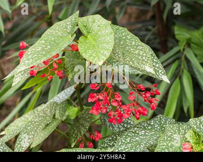 Grandes feuilles argentées tachetées et fleurs rouges d'été de la plante de logement tendre, Begonia 'Snowcap' Banque D'Images