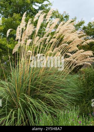 Élégants panaches fleurissants arqués de la robuste teinte persistante Toe Toe, Cortaderia richardii Banque D'Images