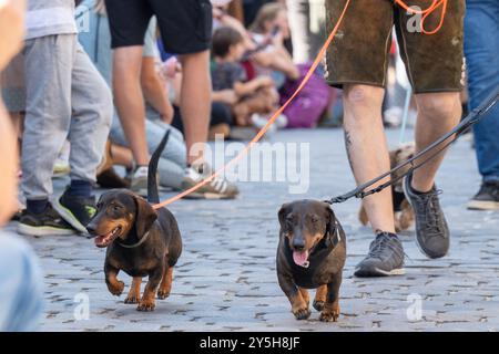 Regensburg, Allemagne. 22 septembre 2024. Les propriétaires de chiens participent à la parade du Teckel dans la vieille ville avec leurs teckel. Crédit : Armin Weigel/dpa/Alamy Live News Banque D'Images