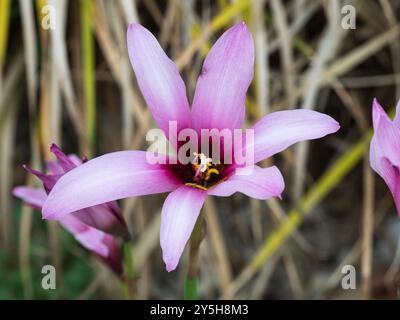 Fleurs roses de fin d'été du bulbe de lis de pluie tendre de givre, Habranthus brachyandrus, du Brésil et d'argentine Banque D'Images