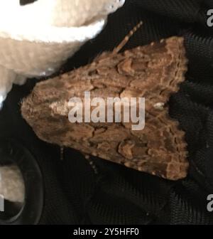 Flounded rustique (Luperina testacea) Insecta Banque D'Images