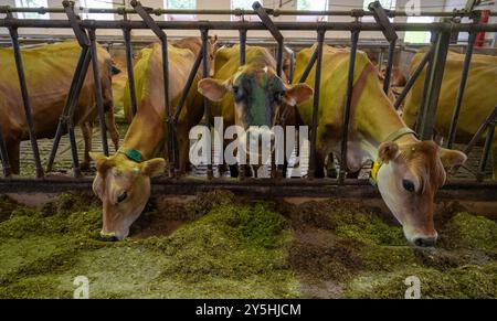 Vaches laitières Jersey dans une ferme à Rietberg, Rhénanie du Nord-Westphalie, Allemagne Banque D'Images