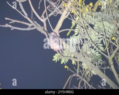 Brun Boobook (Ninox scutulata) Aves Banque D'Images