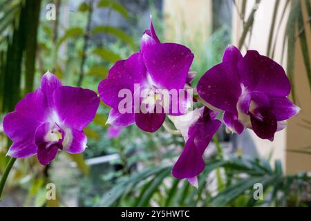 Belles orchidées de Dendrobium Nobile floraison Banque D'Images