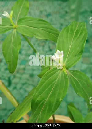 Herbe rose (Spigelia anthelmia) Plantae Banque D'Images