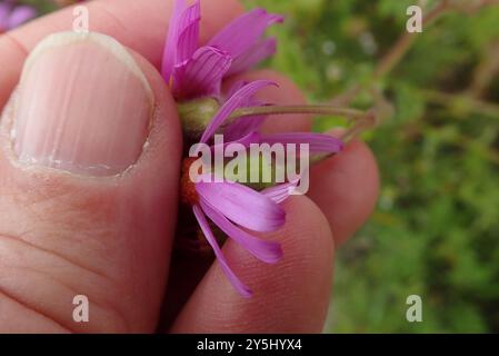 Ragwort rouge-violet (Senecio elegans) Plantae Banque D'Images