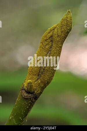 Hickory bitternut (Carya cordiformis) Plantae Banque D'Images