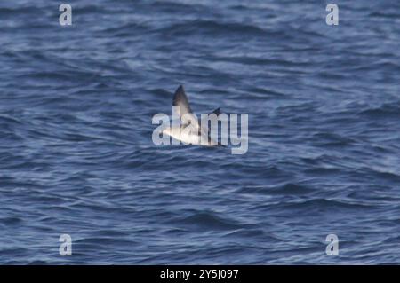 Shearwater (Ardenna creatopus) Aves Banque D'Images