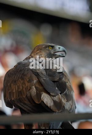 Bundesliga, 21.09.2024. Eintracht Frankfurt vs Borussia Mönchengladbach, Golden Eagle Attila, mascotte de l'Eintracht Frankfurt, Deutsche Bank Park. Banque D'Images