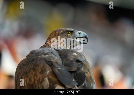 Bundesliga, 21.09.2024. Eintracht Frankfurt vs Borussia Mönchengladbach, Golden Eagle Attila, mascotte de l'Eintracht Frankfurt, Deutsche Bank Park. Banque D'Images