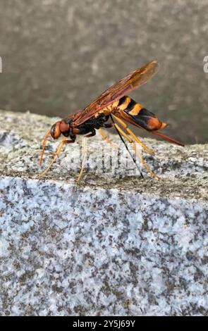 Pigeon Horntail (Tremex columba) Insecta Banque D'Images