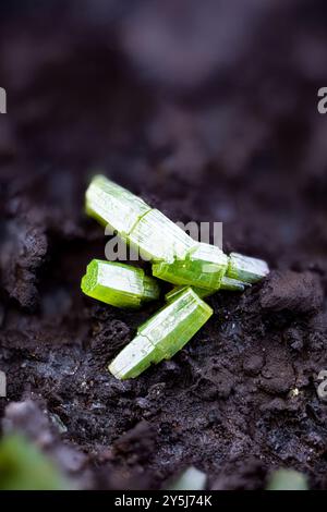 Tonneau de pyromorphite vert. Spécimen du Mas dieu, Laval-Pradel, Gard, France. Micro photographie en gros plan. photogra de cristal minéral de microscope Banque D'Images