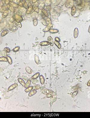 Champignons de fibrecap (Inocybe lacera) déchirés Banque D'Images