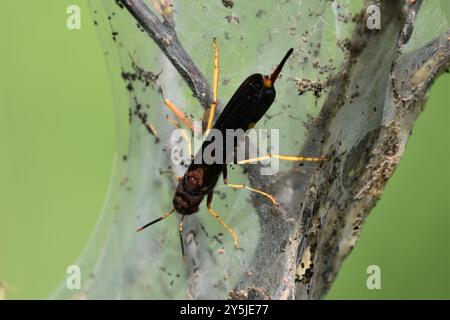 Pigeon Horntail (Tremex columba) Insecta Banque D'Images