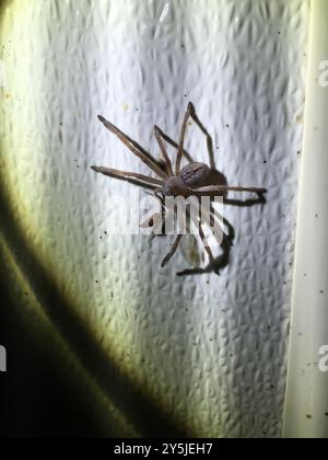 Araignée de crabe géante (Olios giganteus) Arachnida Banque D'Images