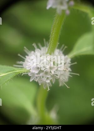 Menthe du Canada (Mentha canadensis) Plantae Banque D'Images