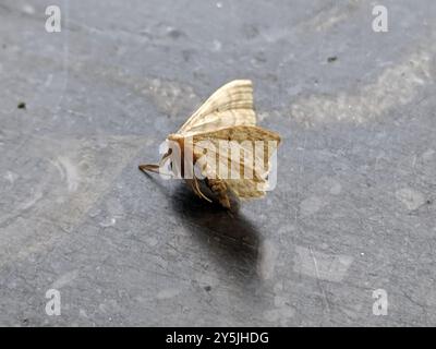 Vague de crème naine (Idaea fuscovenosa) Insecta Banque D'Images